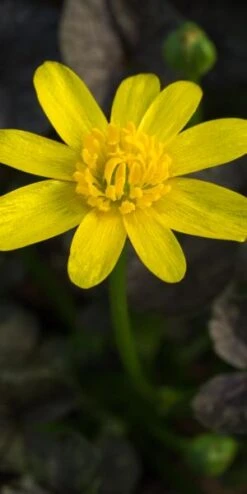 FICARIA Verna 'Brazen Child' -Perennia Bloom Shop ficaria verna brazen child 2130699 2