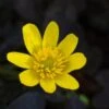 FICARIA Verna 'Brazen Hussy' -Perennia Bloom Shop ficaria verna brazen hussy 3140485