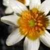 FICARIA Verna 'Fried Egg' 1 FICARIA Verna 'Fried Egg' -Perennia Bloom Shop ficaria verna fried egg