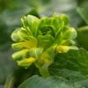 FICARIA Verna 'Green Petal' -Perennia Bloom Shop ficaria verna green petal 2100026 2