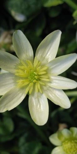 FICARIA Verna 'Salmon's White' -Perennia Bloom Shop ficaria verna salmon s white