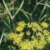 FOENICULUM Vulgare 'Purpureum' -Perennia Bloom Shop foeniculum vulgare purpureum 9