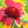 GAILLARDIA X Grandiflora 'Dazzler'