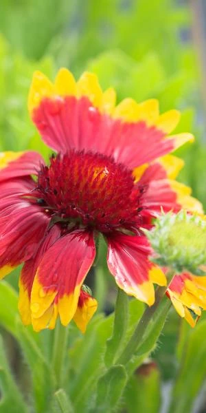 GAILLARDIA X Grandiflora 'Dazzler' 3 GAILLARDIA X Grandiflora 'Dazzler'