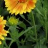 GAILLARDIA 'ST. Clements' (Oranges And Lemons) PBR 2 GAILLARDIA 'ST. Clements' (Oranges And Lemons) PBR -Perennia Bloom Shop gaillardia st