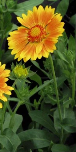 GAILLARDIA 'ST. Clements' (Oranges And Lemons) PBR