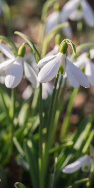 GALANTHUS 'Atkinsii' 4 GALANTHUS 'Atkinsii' - Image 2