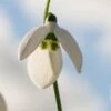 GALANTHUS Elwesii 'Helen Tomlinson' 1 GALANTHUS Elwesii 'Helen Tomlinson' -Perennia Bloom Shop galanthus elwesii helen tomlinson 1150046