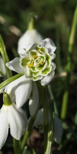 GALANTHUS Nivalis F. Pleniflorus 'Flore Pleno'