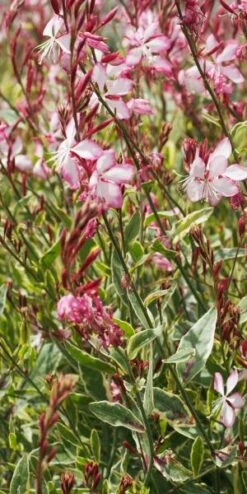 OENOTHERA Lindheimeri Freefolk Rosy ('Harrfolk') (G/v) -Perennia Bloom Shop gaura lindheimeri freefolk rosy 7070005
