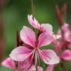 OENOTHERA Rosy Shimmers ('Harshim' PBR) (G) -Perennia Bloom Shop gaura rosy shimmers 7130344 2