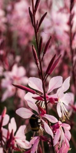 OENOTHERA Rosy Shimmers ('Harshim' PBR) (G) -Perennia Bloom Shop gaura rosy shimmers 9240057 4