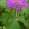 GERANIUM Dalmaticum 2 GERANIUM Dalmaticum -Perennia Bloom Shop geranium dalmaticum 5010187