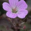 GERANIUM 'Dusky Rose' 2 GERANIUM 'Dusky Rose' -Perennia Bloom Shop geranium dusky rose 290269 3