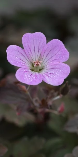 GERANIUM 'Dusky Rose' 3 GERANIUM 'Dusky Rose'