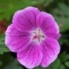 GERANIUM 'Elke' 2 GERANIUM 'Elke' -Perennia Bloom Shop geranium elke 290258