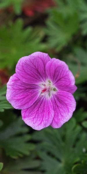 GERANIUM 'Elke' 3 GERANIUM 'Elke'