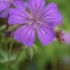 GERANIUM Maculatum 1 GERANIUM Maculatum -Perennia Bloom Shop geranium maculatum 4252137 3