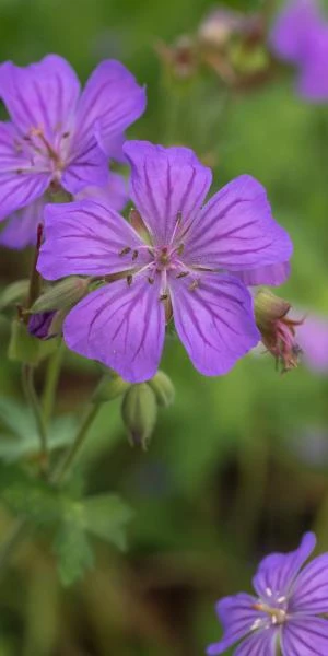 GERANIUM Maculatum 3 GERANIUM Maculatum