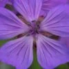 GERANIUM Malviflorum 2 GERANIUM Malviflorum -Perennia Bloom Shop geranium malviflorum 4252142