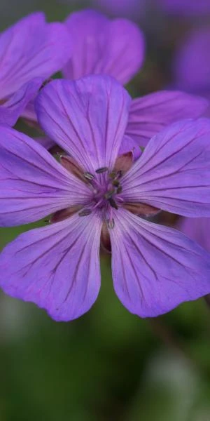 GERANIUM Malviflorum 3 GERANIUM Malviflorum