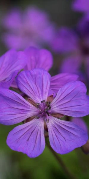 GERANIUM Malviflorum 4 GERANIUM Malviflorum - Image 2