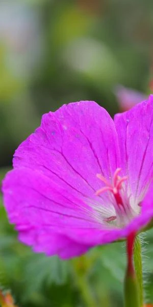 GERANIUM Sanguineum 'Max Frei' 3 GERANIUM Sanguineum 'Max Frei'