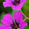 GERANIUM 'Patricia' 1 GERANIUM 'Patricia' -Perennia Bloom Shop geranium patricia web