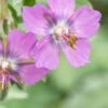 GERANIUM Phaeum 'Alec's Pink' -Perennia Bloom Shop geranium phaeum alec s pink web