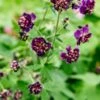 GERANIUM Phaeum 'Joseph Green' -Perennia Bloom Shop geranium phaeum joseph green 5240234