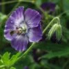 GERANIUM Phaeum Lilac -Perennia Bloom Shop geranium phaeum lilac