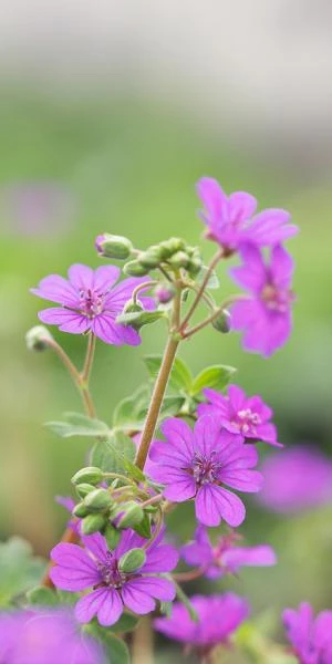 GERANIUM Pyrenaicum 'Bill Wallis' 3 GERANIUM Pyrenaicum 'Bill Wallis'