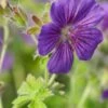 GERANIUM X Magnificum -Perennia Bloom Shop geranium x magnificum 6170475