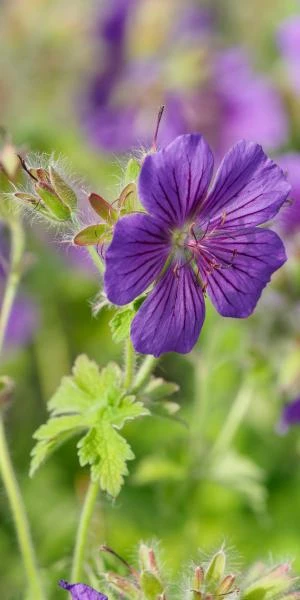 GERANIUM X Magnificum 3 GERANIUM X Magnificum