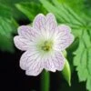 GERANIUM X Oxonianum 'Lace Time' 2 GERANIUM X Oxonianum 'Lace Time' -Perennia Bloom Shop geranium x oxonianum lace time 1 2
