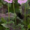 GERANIUM X Oxonianum 'Walter's Gift' 1 GERANIUM X Oxonianum 'Walter's Gift' -Perennia Bloom Shop geranium x oxonianum walter s gift 4282365
