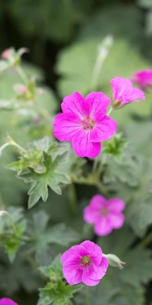 GERANIUM X Riversleaianum 'Russell Prichard' 3 GERANIUM X Riversleaianum 'Russell Prichard'