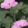 GERANIUM 'Mavis Simpson' 1 GERANIUM 'Mavis Simpson' -Perennia Bloom Shop geranium x riverslianum mavis simpson 051149