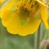 GEUM 'Bremner's Nectarine' -Perennia Bloom Shop geum bremner s nectarine 5070038