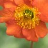 GEUM 'Dolly North'