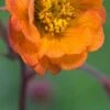 GEUM 'Hannay's -Perennia Bloom Shop geum hannay s 4272241