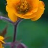 GEUM 'Karlskaer' 2 GEUM 'Karlskaer' -Perennia Bloom Shop geum karlskaer 4272275