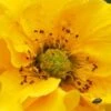 GEUM 'Lady Stratheden' -Perennia Bloom Shop geum lady stratheden