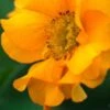 GEUM 'Mandarin' -Perennia Bloom Shop geum mandarin 4150086