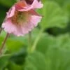 GEUM 'Pink Frills' -Perennia Bloom Shop geum pink frills 5010242