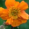 GEUM 'Rearsby Hybrid' -Perennia Bloom Shop geum rearsby hybrid 5010197