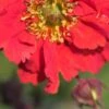 GEUM 'Red Wings' -Perennia Bloom Shop geum red wings 051265
