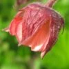 GEUM Rivale -Perennia Bloom Shop geum rivale