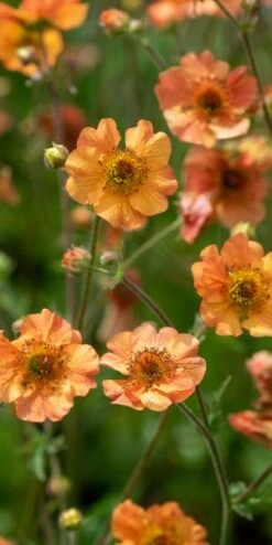 GEUM 'Totally Tangerine' PBR