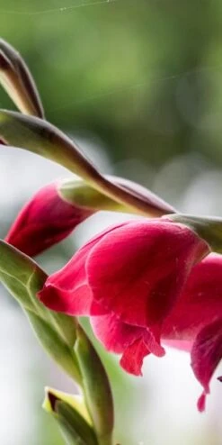 GLADIOLUS 'Ruby' (Papilio Hybrid)